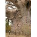Семена Baobab (Баобаб)