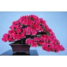Семена Cercis Siliquastrum (Багрянник Канадский)