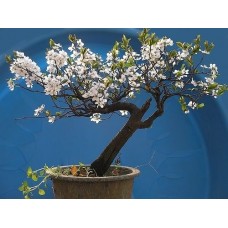 Семена Cherry Santa Lucia (Вишня Санта Лючия)
