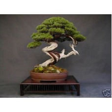 Семена Chinese Juniper (Китайский Можжевельник)