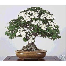 Семена Cornus Kousa Chinensis