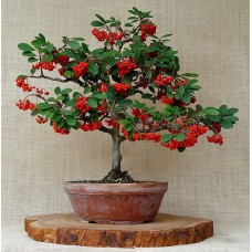 Семена Cotoneaster Horizontalis (Кизильник Горизонтальный)
