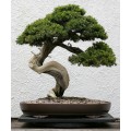 Семена Japanese Red Pine (Японская Красная Сосна)