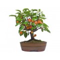Семена Malus Baccata (Яблоня Ягодная)