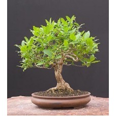 Семена Morus Alba (Шелковица Белая)