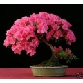 Семена Pink Rhododendron (Розовый Рододендрон)