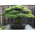 Семена Pinus Halepensis (Сосна Алеппская)