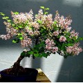Семена Syringa Villosa (Сирень Мохнатый)