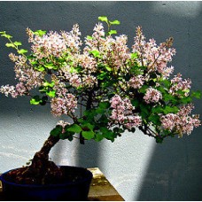 Семена Syringa Villosa (Сирень Мохнатый)