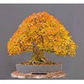 Семена Trident Maple (Клен Тризубий)