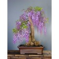 Семена Wisteria Sinensis (Глициния Китайская)