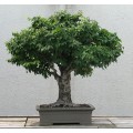 Семена Zelkova Serrata (Дзельква Японская)