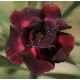 Привитое растение Адениум (Adenium) Obesum DOUBLE BLACK KING