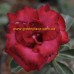 Привитое растение Адениум Тучный QUATRO ORIENTAL ROSE