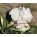Привитое растение Адениум Тучный TRIPLE SNOW WHITE