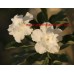 Привитое растение Адениум Тучный TRIPLE SNOW WHITE