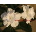 Привитое растение Адениум Тучный TRIPLE SNOW WHITE