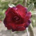 Привитое растение Адениум (Adenium) Obesum TRIPLE KING VRGT 2