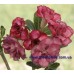 Привитое растение Адениум Тучный TRIPLE KING BLUE MAGENTA