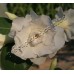 Привитое растение Адениум Тучный TRIPLE WHITE ROSES