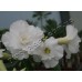 Привитое растение Адениум Тучный TRIPLE WHITE ROSES