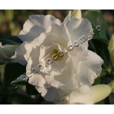 Привитое растение Адениум Тучный TRIPLE WHITE ROSES