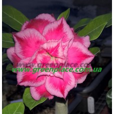 Привитое растение Адениум Тучный TRIPLE CORAL OMNIA