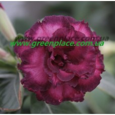 Привитое растение Адениум Тучный TRIPLE PURPLE ALOHA