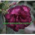 Привитое растение Адениум Тучный TRIPLE PURPLE ALOHA
