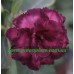 Привитое растение Адениум Тучный TRIPLE PURPLE ALOHA