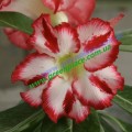 Привитое растение Адениум (Adenium) Obesum Z3