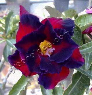 adenium obesum desert rose double garnet