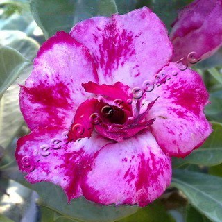 adenium obesum desert rose double pink stone