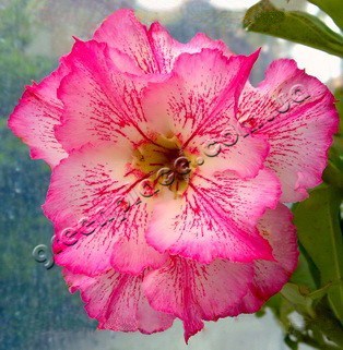 adenium obesum desert rose triple neon