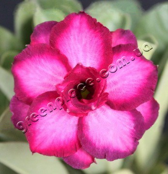 adenium obesum desert rose triple pink violet