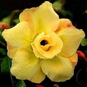 Adenium Obesum Desert rose DOUBLE YELLOW KING PARFUM
