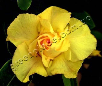 adenium obesum desert rose king pure yellow