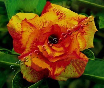 adenium obesum desert rose triple bright of yellow
