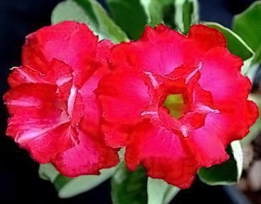Adenium Obesum Desert rose TRIPLE FIRE&ICE