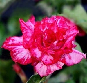 Adenium Obesum Desert rose TRIPLE ILLUSION