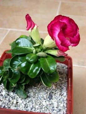 Adenium Mini Size