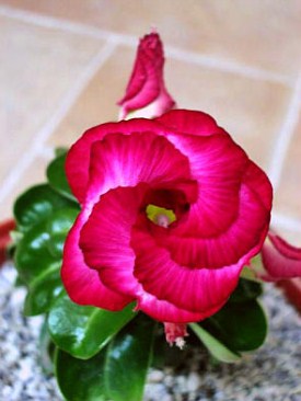 Adenium Mini Size