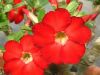 Файл=Adenium_Obesum_Desert_rose_STAR_OF_HEAVEN.jpg
Объём=90KB
Размеры=800x601
Дата=Нояб 01, 2011 Adenium_Obesum_Desert_rose_STAR_OF_HEAVEN.jpg