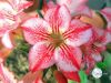 Файл=Adenium_Obesum_Desert_rose_STAR_OF_HOPE.jpg
Объём=112KB
Размеры=800x601
Дата=Нояб 01, 2011 Adenium_Obesum_Desert_rose_STAR_OF_HOPE.jpg