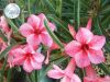 Файл=Adenium_Obesum_Desert_rose_STAR_OF_RED_SPARKLES.jpg
Объём=132KB
Размеры=800x601
Дата=Нояб 01, 2011 Adenium_Obesum_Desert_rose_STAR_OF_RED_SPARKLES.jpg
