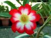 Файл=Adenium_Obesum_Desert_rose_SUPER_MOONLIGHT_FAIRY.jpg
Объём=101KB
Размеры=800x601
Дата=Нояб 01, 2011 Adenium_Obesum_Desert_rose_SUPER_MOONLIGHT_FAIRY.jpg