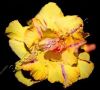 Файл=Adenium_Obesum_Desert_rose_TRIPLE_GOLDEN_ROSE.jpg
Объём=27KB
Размеры=329x297
Дата=Нояб 01, 2011 Adenium_Obesum_Desert_rose_TRIPLE_GOLDEN_ROSE.jpg