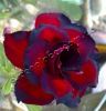 Файл=Adenium_Obesum_Desert_rose_TRIPLE_TWILIGHT.jpg
Объём=28KB
Размеры=319x329
Дата=Нояб 01, 2011 Adenium_Obesum_Desert_rose_TRIPLE_TWILIGHT.jpg