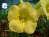 Файл=Adenium_Obesum_Desert_rose_YELLOW_EARTH.jpg
Объём=78KB
Размеры=800x600
Дата=Нояб 01, 2011 Adenium_Obesum_Desert_rose_YELLOW_EARTH.jpg